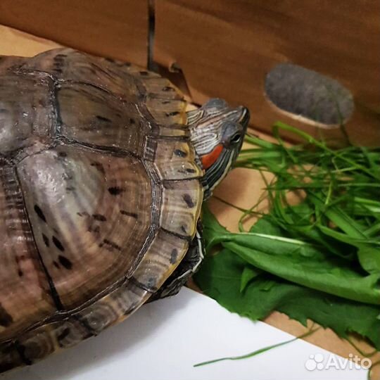 Красноухая черепаха 5-7 лет с доставкой