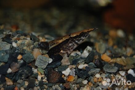 Мастацембел кофейный