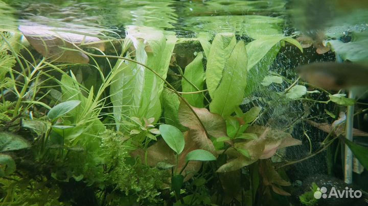 Аквариумные растения