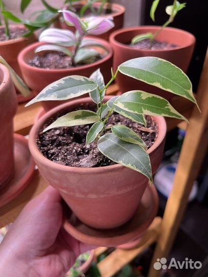 Фикус бенджамина пестролистный. Цветок