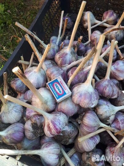 Чеснок(озимый)