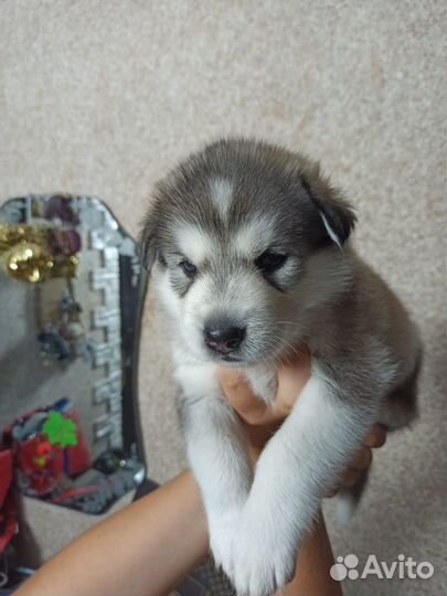 Щенки хаски в добрые руки