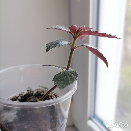 Ахименес, цветы комнатные розовые