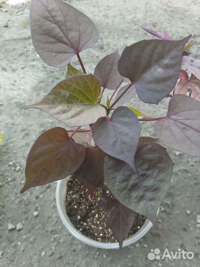 Ипомея, фикус, калина бульденеж