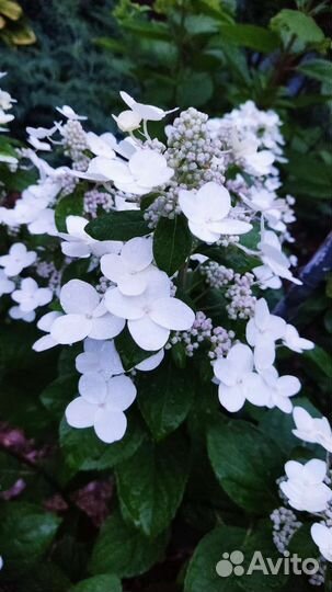 Гортензия Мэджикал Флейм