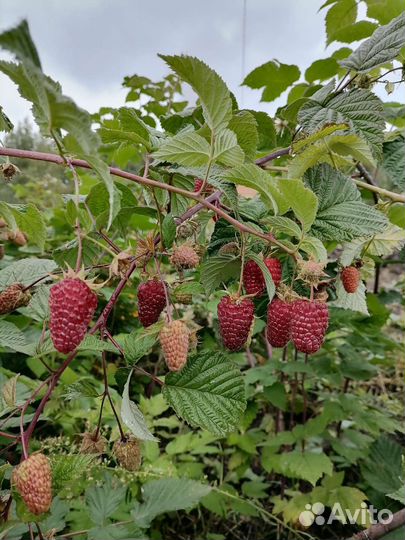 Малина ремонтантная