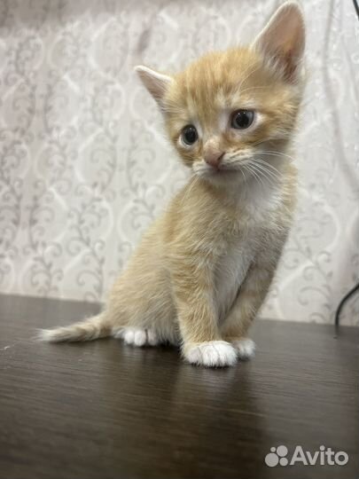 Рыженький котенок в дар