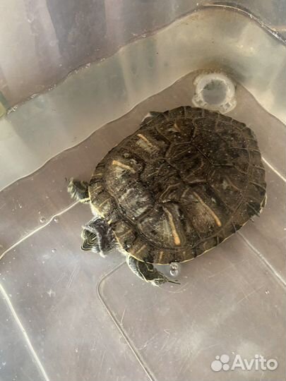 Черепаха бесплатно