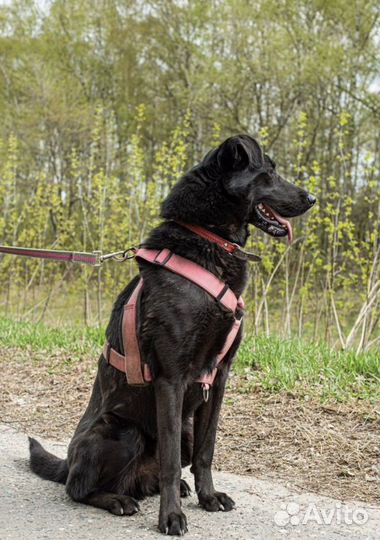 Красавчик Вуди из приюта ждёт свою семью