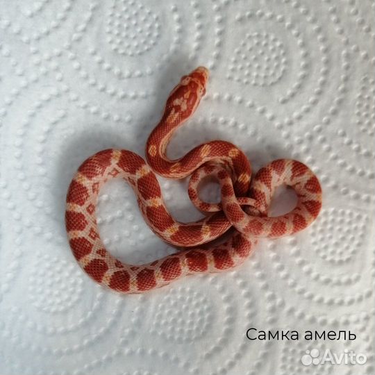 Маисовые полоза