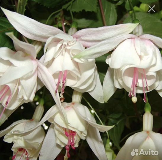 Фуксия Анабель, Хайди Энн