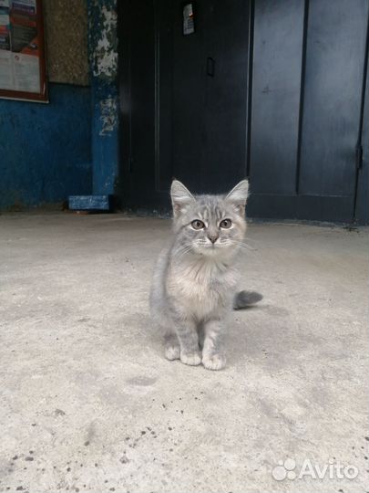 Котёнок в дар