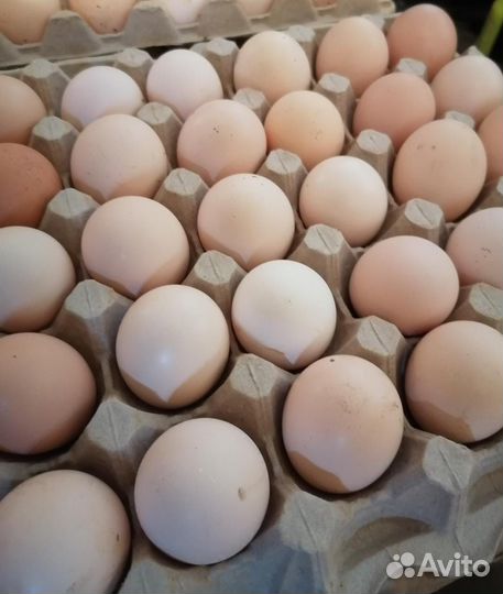 Продаю фермерское яйцо