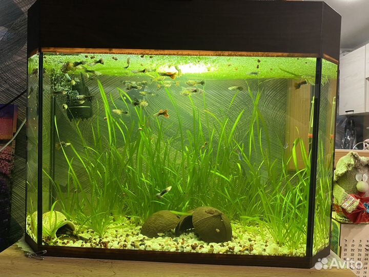 Аквариум с рыбками