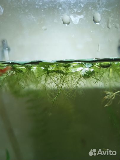Аквариумное растение пистия