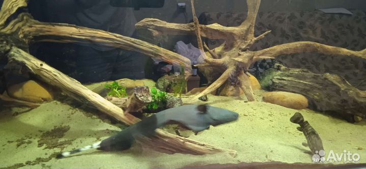 Аквариум