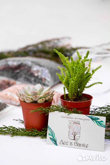 Набор для создания флорариума (размер S)