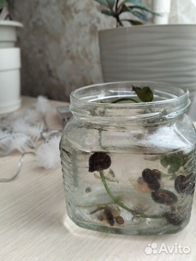 Улитки аквариумные бесплатно