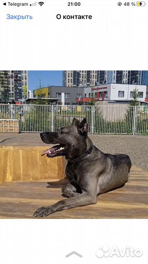 Отдам собаку в добрые руки