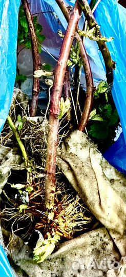 Саженцы ежемалины