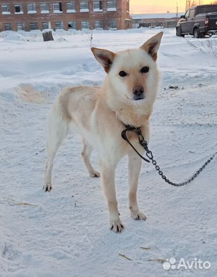 Собака в дар. Доставка