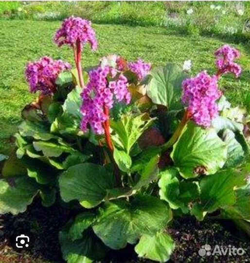 Лекарственные многолетники и цветы