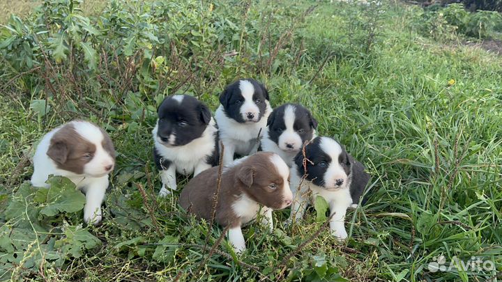 Щенки бордер колли