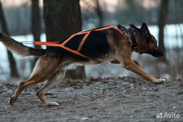 Шлейка ездовая для крупной собаки