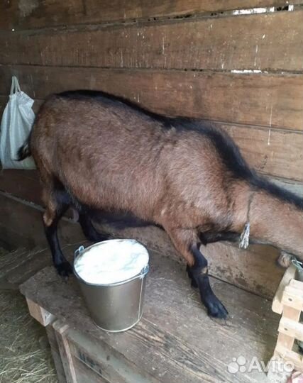 Козы дойные