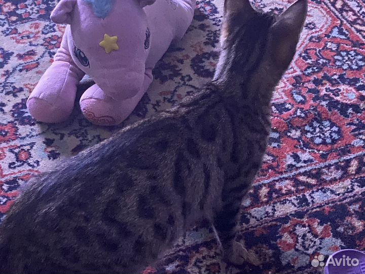 Бенгальская кошечка