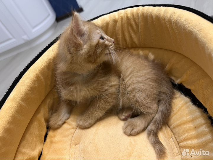 Котик бесплатно в добрые руки