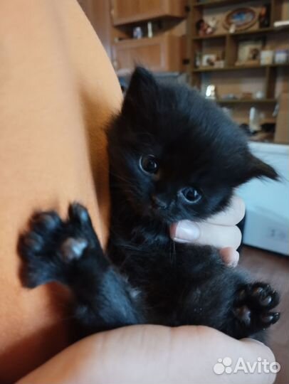 Котята британские