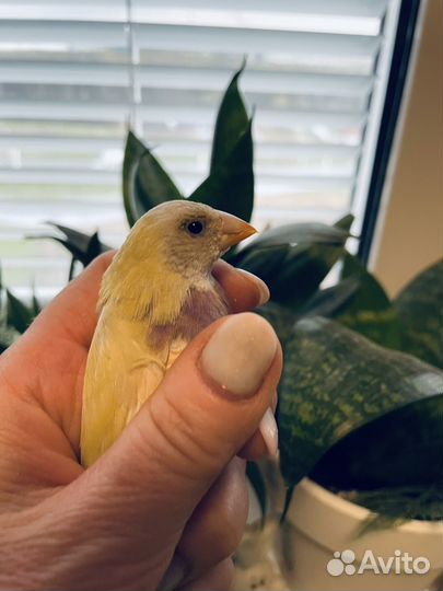 Амадина гульда самка