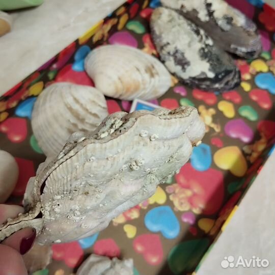 Ракушки для аквариума, творчества