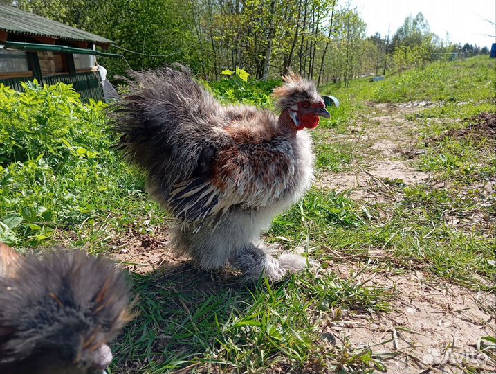 Петух китайский шелковый