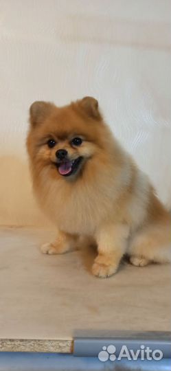 Померанский шпиц. Вязка