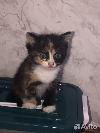 Отдодим в хорошие руки беспородистые кошки,котята