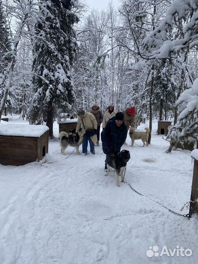 Зимние каникулы с Хаски и Северными оленями