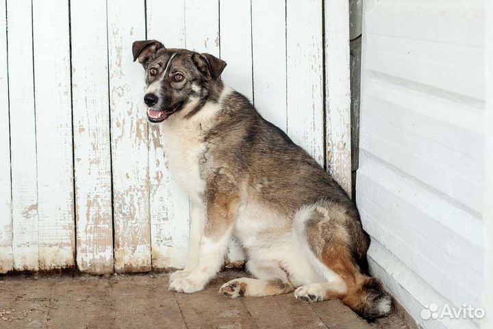 Собака ищет дом