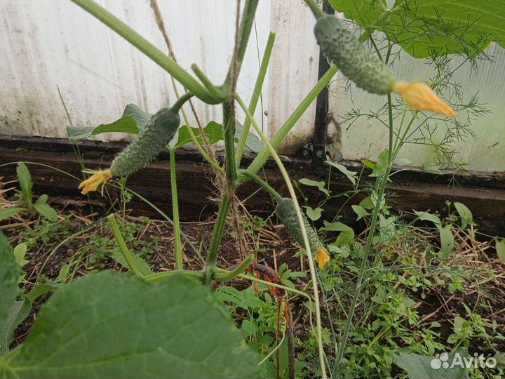 Огурцы свежие