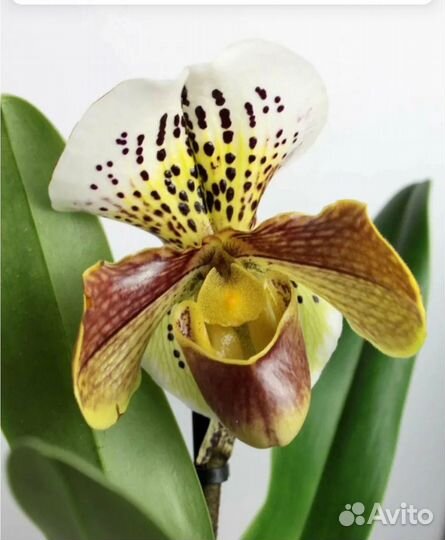 Орхидея Paphiopedilum. Венерин башмачок