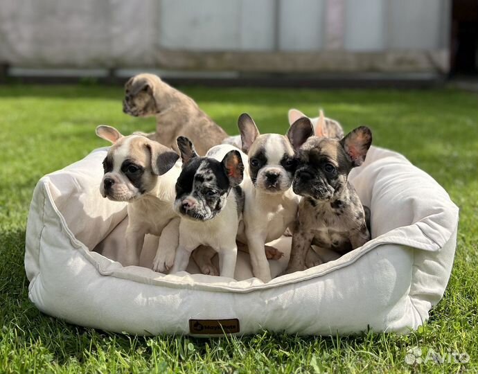 Французский бульдог щенки