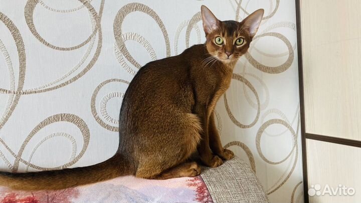 Вязка с абиссинским котом