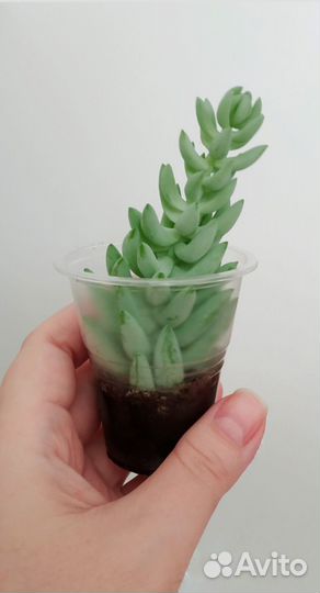 Очиток Моргана Седум Суккуленты