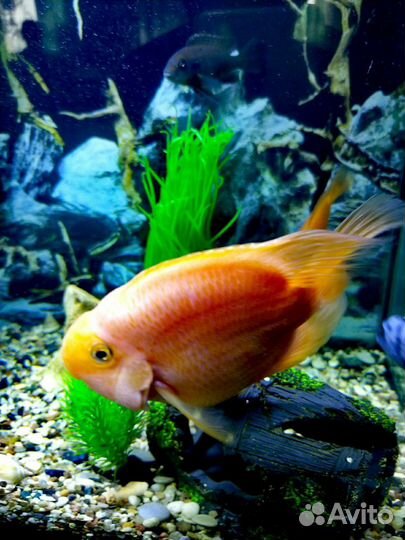 Цихлида попугай