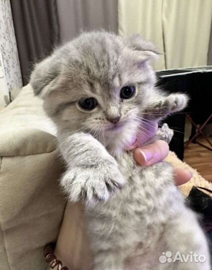 Шотландская вислоухая кошка серая