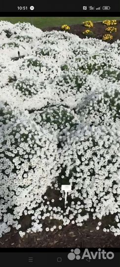 Рассада петунии