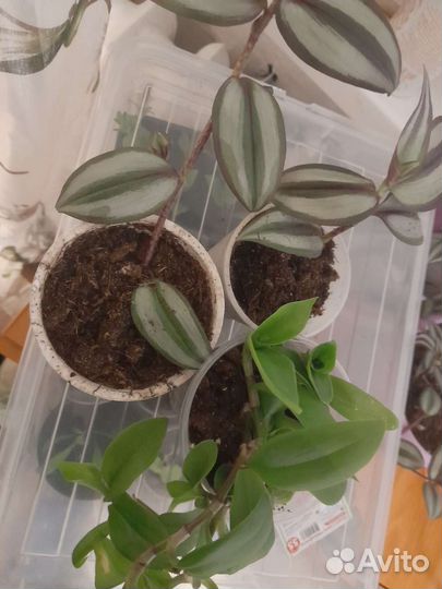 Традесканция