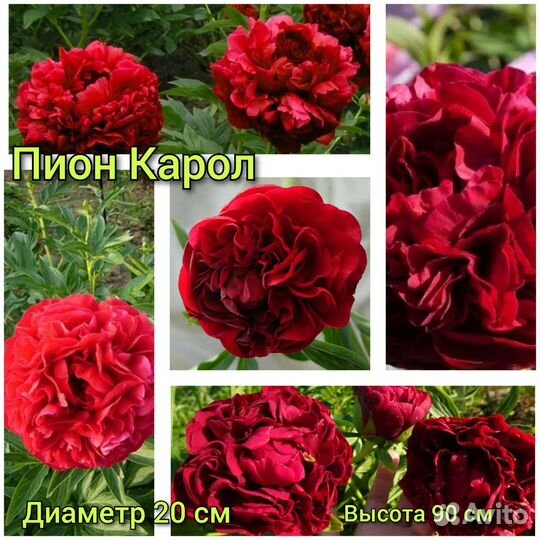 Пион