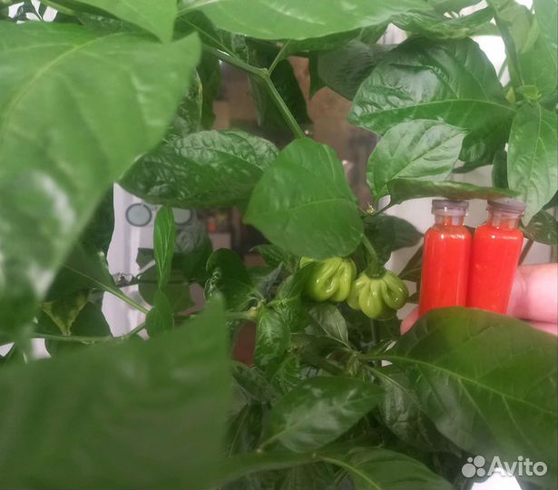 Острый соус,Шрирача, из хабанеро